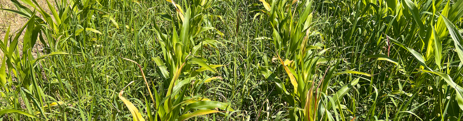 Adjuvants Help to Overcome Herbicide Antagonism